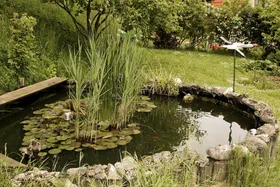 Fischteich im Garten